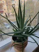 Миниатюра квартиры 14