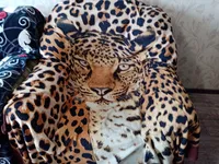 Миниатюра квартиры 5